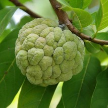 1 Pack 25 Sugar Apple Seeds Custard Apple Annona Squamosa Sweetsop Organic - $4.06