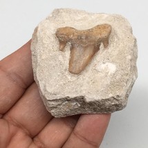 74g,2.2&quot;X2&quot;x1&quot;Otodus Fossil Shark Tooth Mounted on Matrix @Morocco,MF1990 - £4.15 GBP