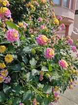 Lantana bush bareroot Yellow and Pink flowers tall growing - $18.32