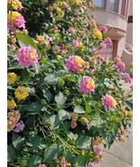 Lantana bush bareroot Yellow and Pink flowers tall growing - $18.32