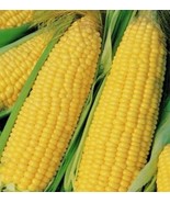 Truckers Favorite Yellow Corn, 1 Pound Pack, Grown in the USA, Heirloom, NON-GMO - $31.98