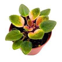 Rob&#39;s Argyle Socks Variegated Mini African Violet, 2 inch Miniature Gesneriad Ti - £14.87 GBP