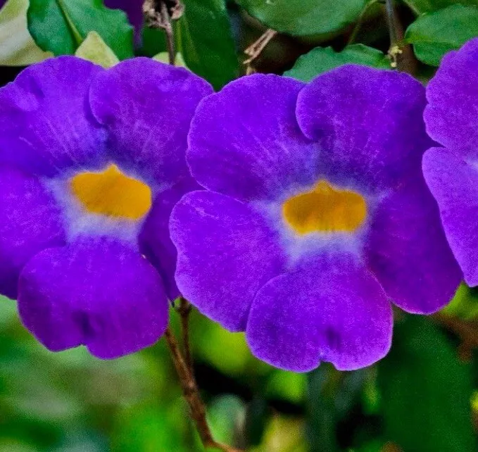 Thunbergia Erecta King’s Mantle Purple 7 Unrooted 6&quot; Live Flower Plant C... - €23,26 EUR