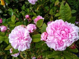 Jacques Cartier bare root rose plant 2 years old - $22.77