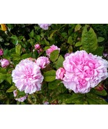 Jacques Cartier bare root rose plant 2 years old - €19,74 EUR