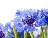 Dwarf Jubilee Gem Centaurea Cyanus 300 Seeds - $8.99