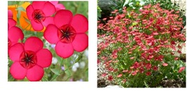 1500 Seeds Flax SCARLET / RED Annual Wildflower Pollinators Partial Shade Seeds  - £21.08 GBP