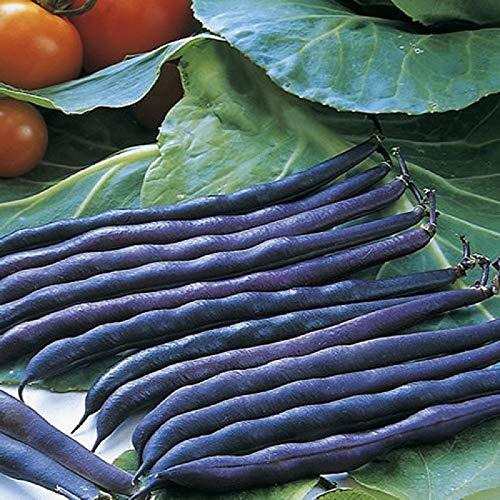 Purple Queen Bush Bean Seeds - 100 Count Seed Pack - Upright, Compact, and Bushy