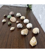 17 Rare Sea Snail Shells Collection - 10 Species - Natural Marine Decor ... - $1,112.09 MXN