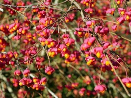 KKG Euonymus Europaeus European Spindle 100 Seeds Planting Seeds - $406.95 MXN