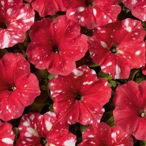 Petunia Multiflora Dot Star Red 20 Flower Seeds Gardening USA SELLER - $10.97