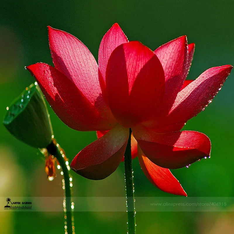 fresh 1 Professional Pack Super Red Bonsai Lotus Nelumbo Nucifera Flower Seed