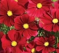 Rafhstore Beautiful Cosmos Dazzler Flower Seeds 100 Seeds4 Items Us Seeds - £7.07 GBP