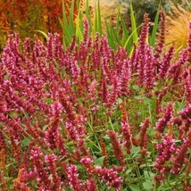 Red Hyssop Agasthache Perennial Flower Seeds Fresh Seeds Fast Shipping - £18.74 GBP