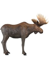 Colossal North American moose realistic statue (dt) - £9,577.23 GBP