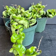 Hoya Hindu Rope Hoya Compacta In 6 Inch Pot New Fresh  - £52.30 GBP