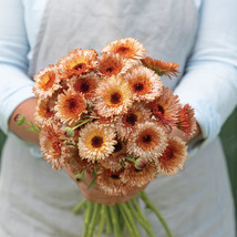 Orange Flash Calendula marigold Seeds, Calendula marigold Flower Seeds  - £11.00 GBP