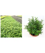 Japanese Pistacia weinmannifolia Bonsai - Bonsai Tree 100pcs INTERNATION... - £15.14 GBP