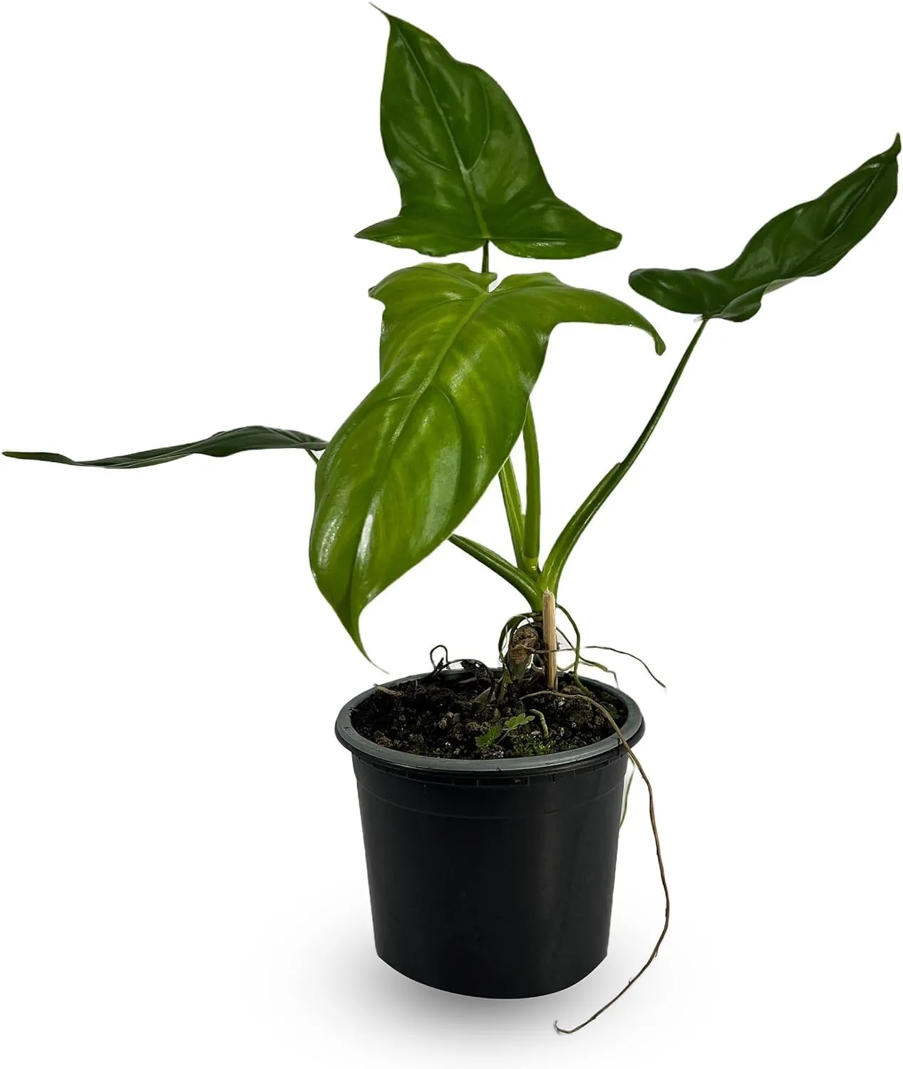 Philodendron Mexicanum Giant Philodendrons House Plant - £77.93 GBP