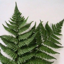 100 Northern Woodfern Fern Spores Dryopteris Garden Fast Shipping - £9.29 GBP