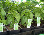 LWK 225 Seeds Basil Genovese Spice Herb For Pesto Groco Easy Grow - $9.14