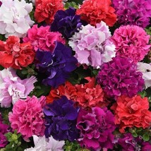 50 Petunia Seeds Double Cascade Mix Petunia Seeds Fresh Seeds Gardening USA - £18.90 GBP