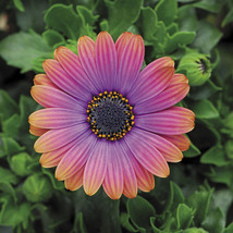 Copper Amethyst African Daisies 50 Seeds Must Grow Gorgeous Fantastic Gerbera Ja - £7.34 GBP