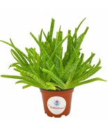 Aloe Vera / Extra Large Aloe barbadensis miller / Natural Aloe Vera Gel Pl - $14.89