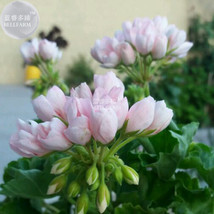 Geranium Purely Light Pink Compact Rosebuds (flower won&#39;t open) Flower Seeds 10  - £5.38 GBP