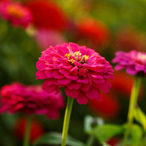 Zinnia Pepito Mix Dwarf Heirloom 10” Petite Low Grow 5 Colors 100 Seeds From US - £8.75 GBP