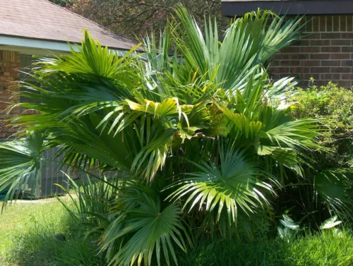 Livistona Chinensis Chinese Fan Palm 5 Seeds Fresh Seeds - £20.70 GBP