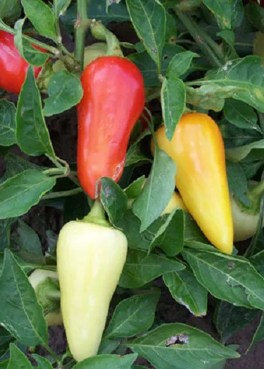 300 Hot Pepper Seeds Santa Fe Grande Chili Pepper Seeds - £10.40 GBP