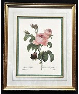 Limited Edition Langlois Gallery Botanical Lithograph by Pierre-Joseph R... - £183.30 GBP