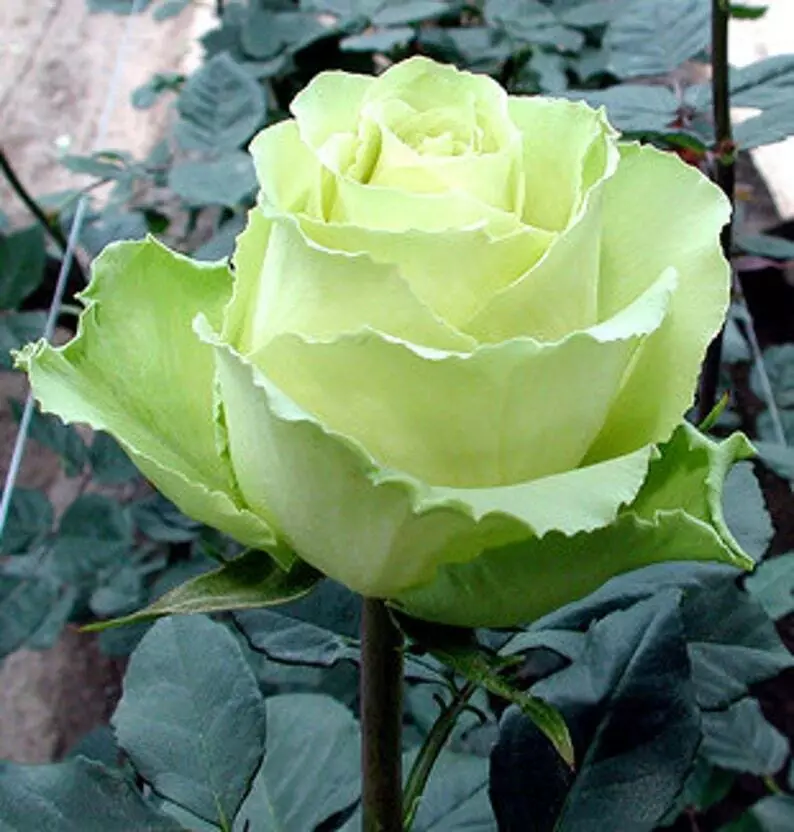 10 seeds high Germation Light Green Rose  Bush Blooms Shrub - £7.13 GBP