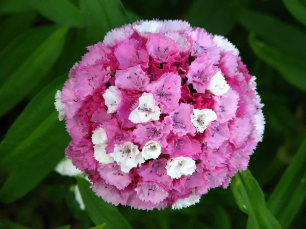 100 Wee Willie Dwarf Sweet William Mixed Colors Dianthus Barbatus Flower... - £7.83 GBP
