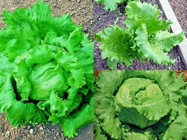 601+GREAT Lakes Batavian Head Lettuce Seeds Spring Fall Garden Container - £10.15 GBP