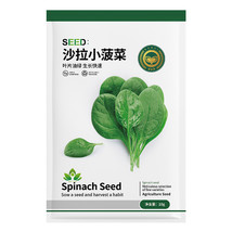 Salad Baby Spinach Seeds Fresh Seeds USA - $11.99