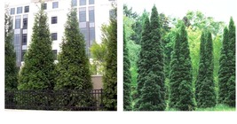 Live Plant - Thuja Green Giant Arborvitae Tree - 24-36&quot; Tall - Trade Gallon Pot - £82.07 GBP