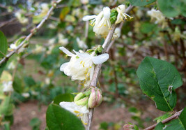 Lonicera Fragrantissima Fragrant Honeysuckle 10 Seeds Fresh Gardening USA SELLER - $17.66