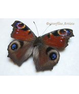 Peacock Butterfly Aglais (Inachis) io Framed Entomology Collectible Shad... - $52.99