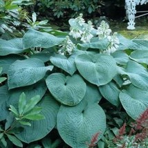 Hosta Big Daddy 3 Inch Pot Size Starter Plant Plant Garden - $31.90