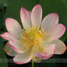 Heirloom Large Yellow Pink Nelumbo Nucifera Lotus &#39;Rising Sun&#39; Flower Seeds, Pro - £2.45 GBP