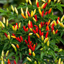 25 Tabasco Pepper Seeds Seeds Gardening Beautiful USA SHIPPING - $5.38