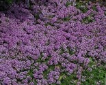 Creeping Thyme Purple Ground Cover Perennial Non-Gmo 1000 Seeds 6 - £4.79 GBP