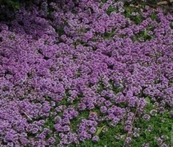 Creeping Thyme Purple Ground Cover Perennial Non-Gmo 1000 Seeds 6 - £4.71 GBP