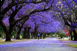 Fresh Blue Jacaranda Tree Seeds - 25 Seeds - Exotic Tree Ship From Usa - $19.92