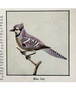 Blue Jay Bird Print 1931 Blue Book Birds Of America Animal Corvids Art P... - $473.55 MXN