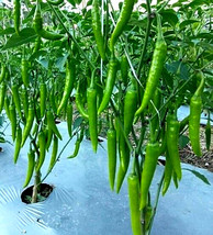 30 SEEDS FINGER CHILLI PEPPER QUICK SETUP GROW HEIRLOOM SEEDS - $8.35