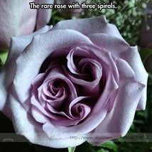 The Rare Light Purple Rose with Three Spirals Perennial Flower Seeds FRESH SEEDS - £2.43 GBP