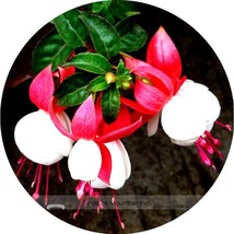 Imported Japanese Red White Fuchsia Perennial Flower 100 Seeds Very Beau... - $9.89